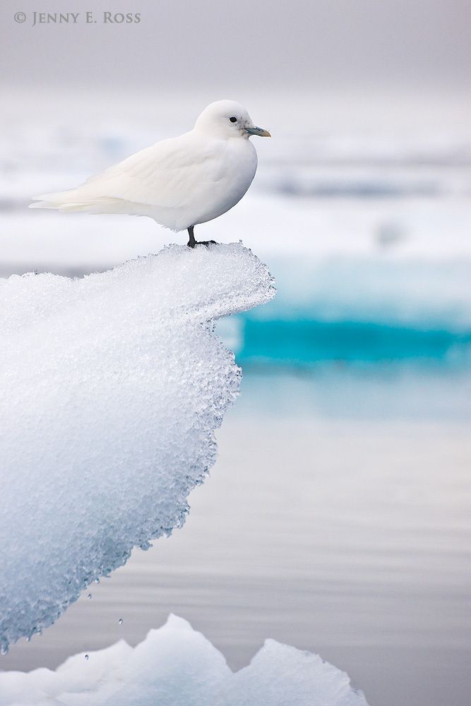 An adult Ivory Gull (Pagophila eburnea) on sea ice in the Arctic Ocean north of Svalbard, above 81-degrees North.