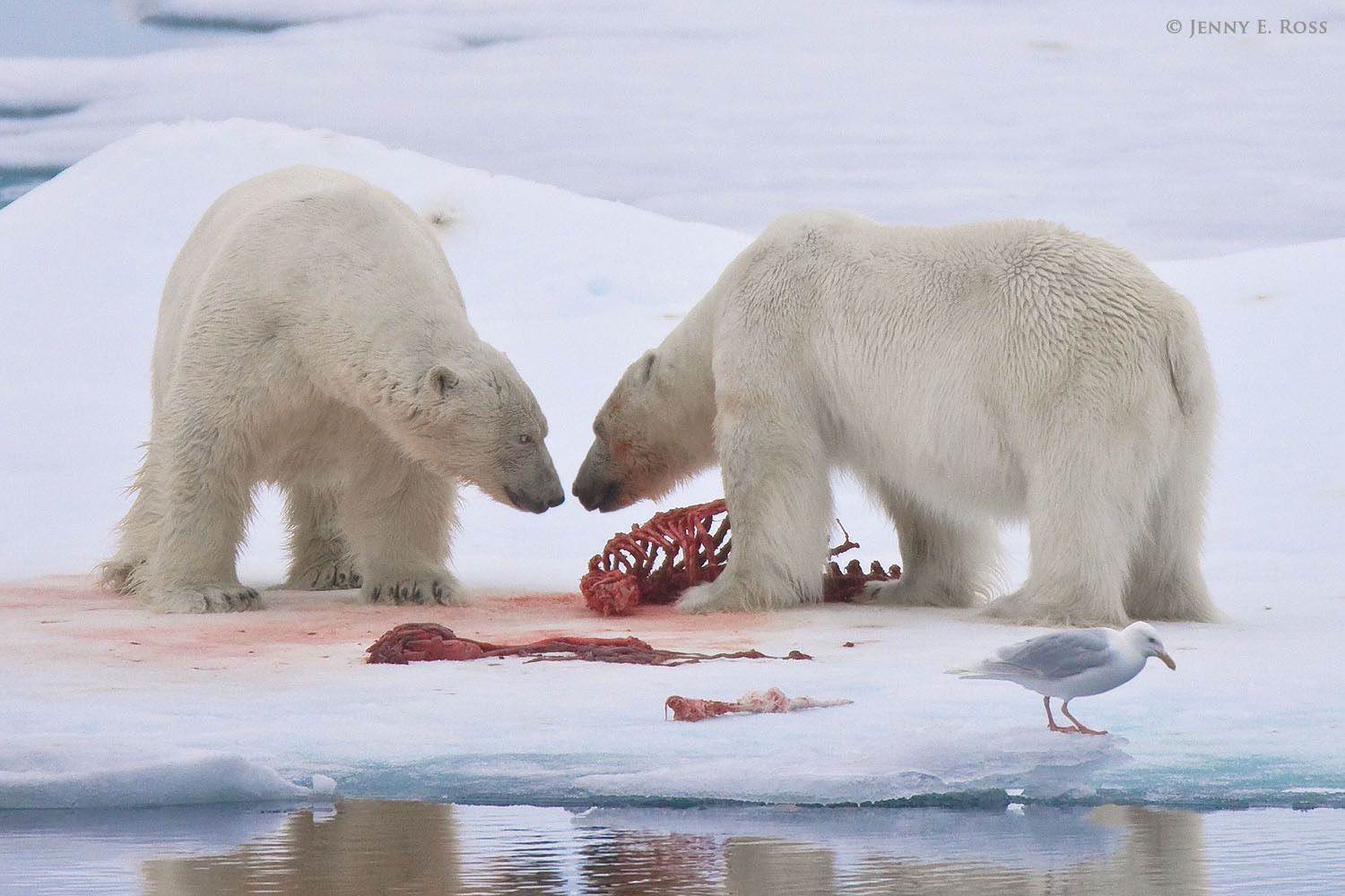Adult male polar bears (Ursus maritimus) confront one another on the sea ice at a seal kill site.