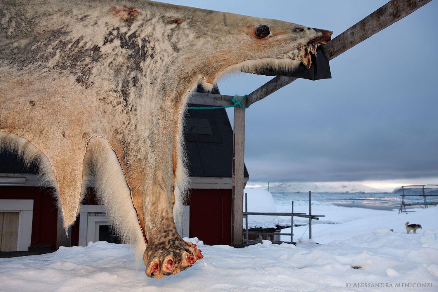 The pelt of a polar bear, killed by an Intuit hunter, hangs to dry outside the hunter's home in the small settlement of Tiniteqilaaq at the edge of Sermilik Fjord in southeast Greenland.