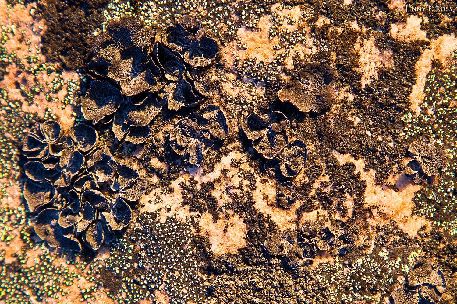 A variety of lichen species grow on a sun-lit boulder near the Greenland Ice Sheet in Northwest Greenland.
