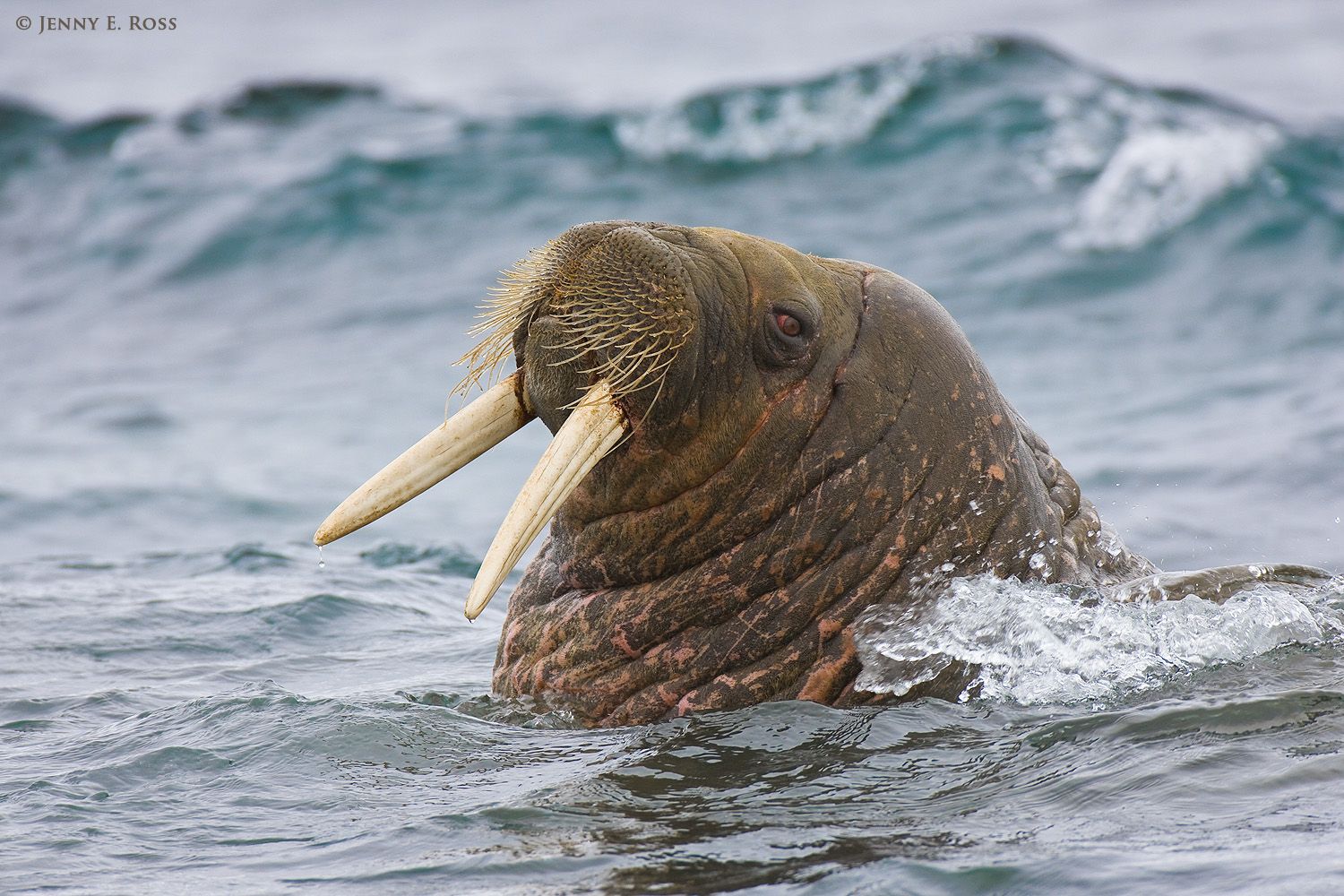 An adult Atlantic Walrus (Odobenus rosmarus rosmarus) swims in the Arctic Ocean near Lågøya Island.