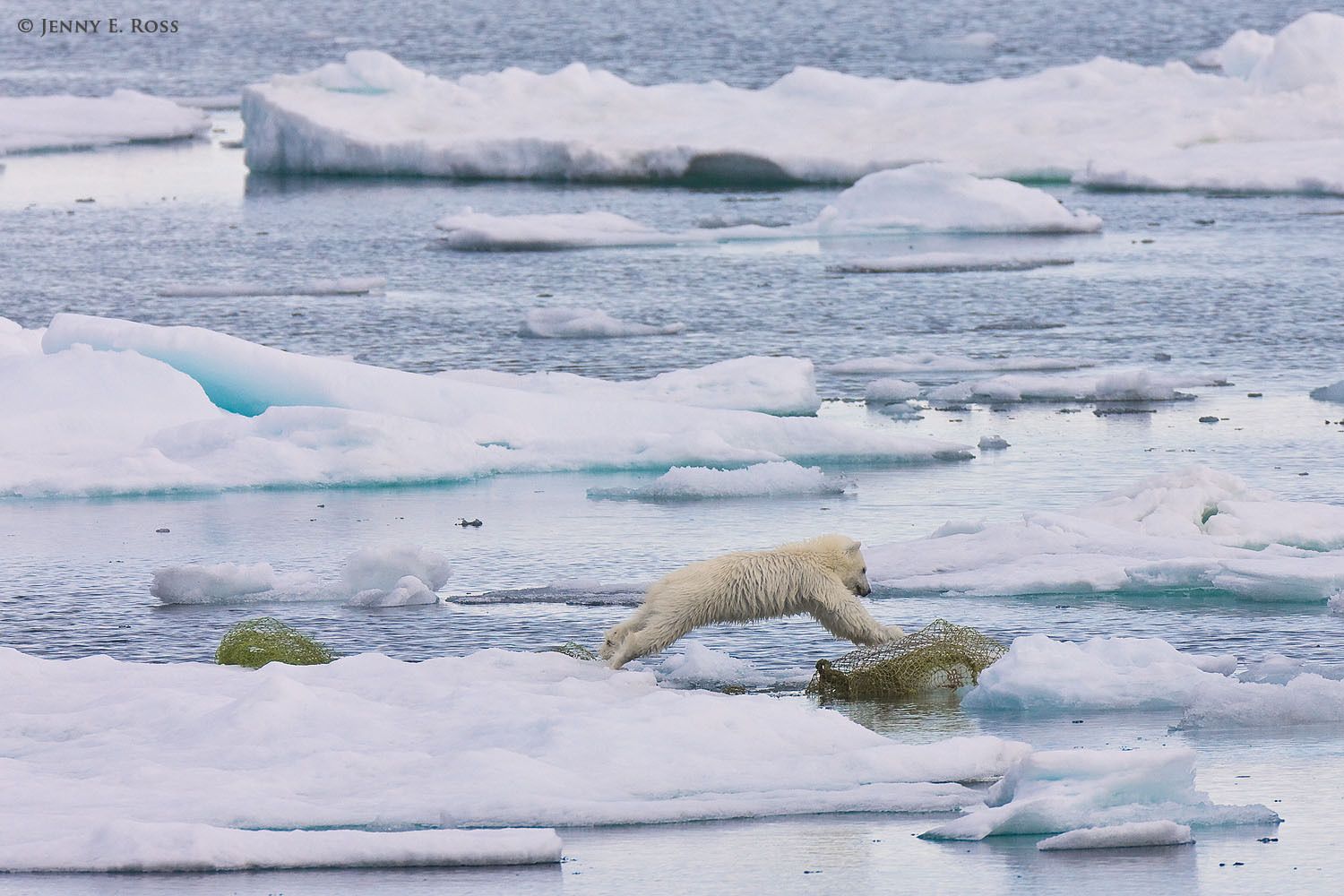 Polar Bears 1 - Life On Thin Ice