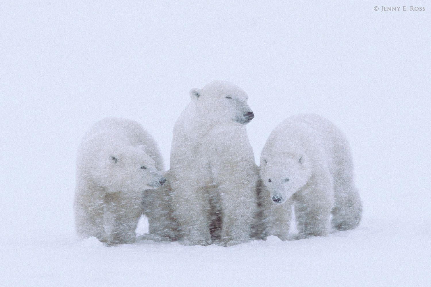 Polar bear mother and twin cubs in a snowstorm.