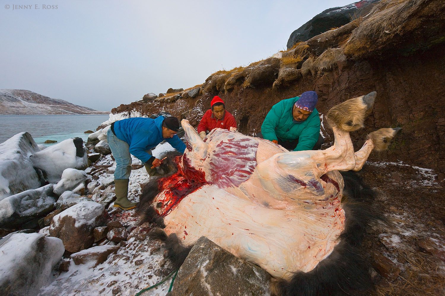 Inuit hunters butcher an adult male musk ox (Ovibos moschatus) they have killed for food, and remove the animal's pelt.