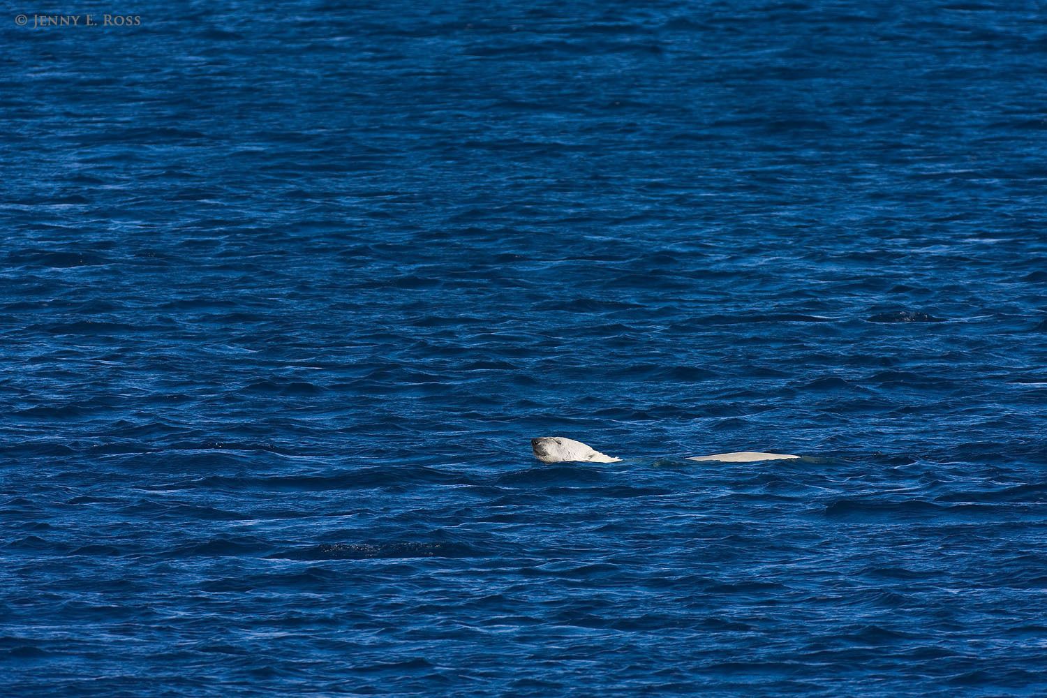 An adult male polar bear (Ursus maritimus) swims in calm seas as he travels in an area of the Arctic Ocean with no sea ice.
