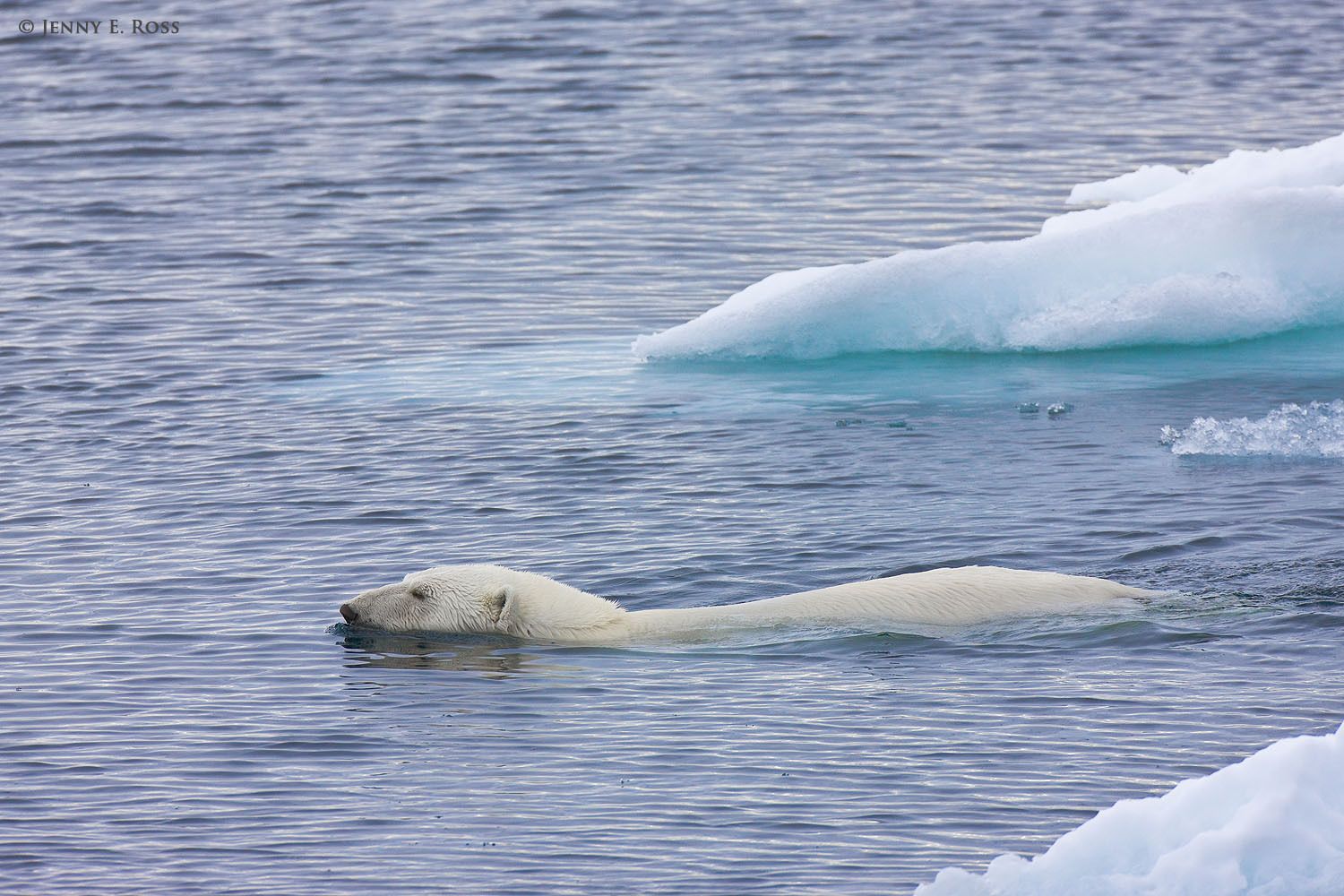 An adult female polar bear (Ursus maritimus) swims among melting floes of summer sea ice as she travels and hunts for seals.