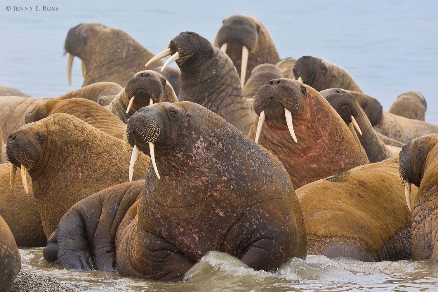 Arctic Mammals - Life On Thin Ice