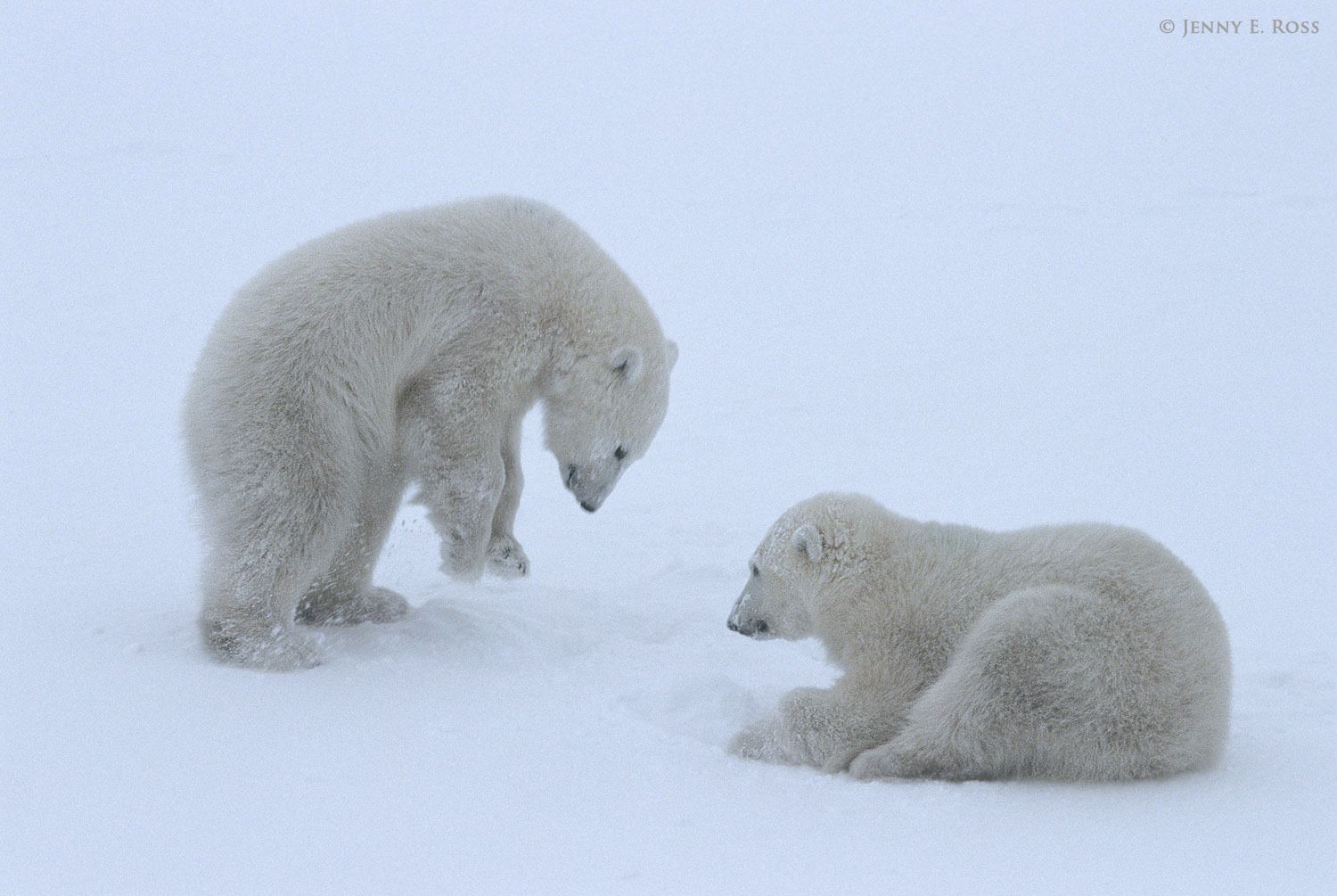 Polar Bears 3 - Life On Thin Ice