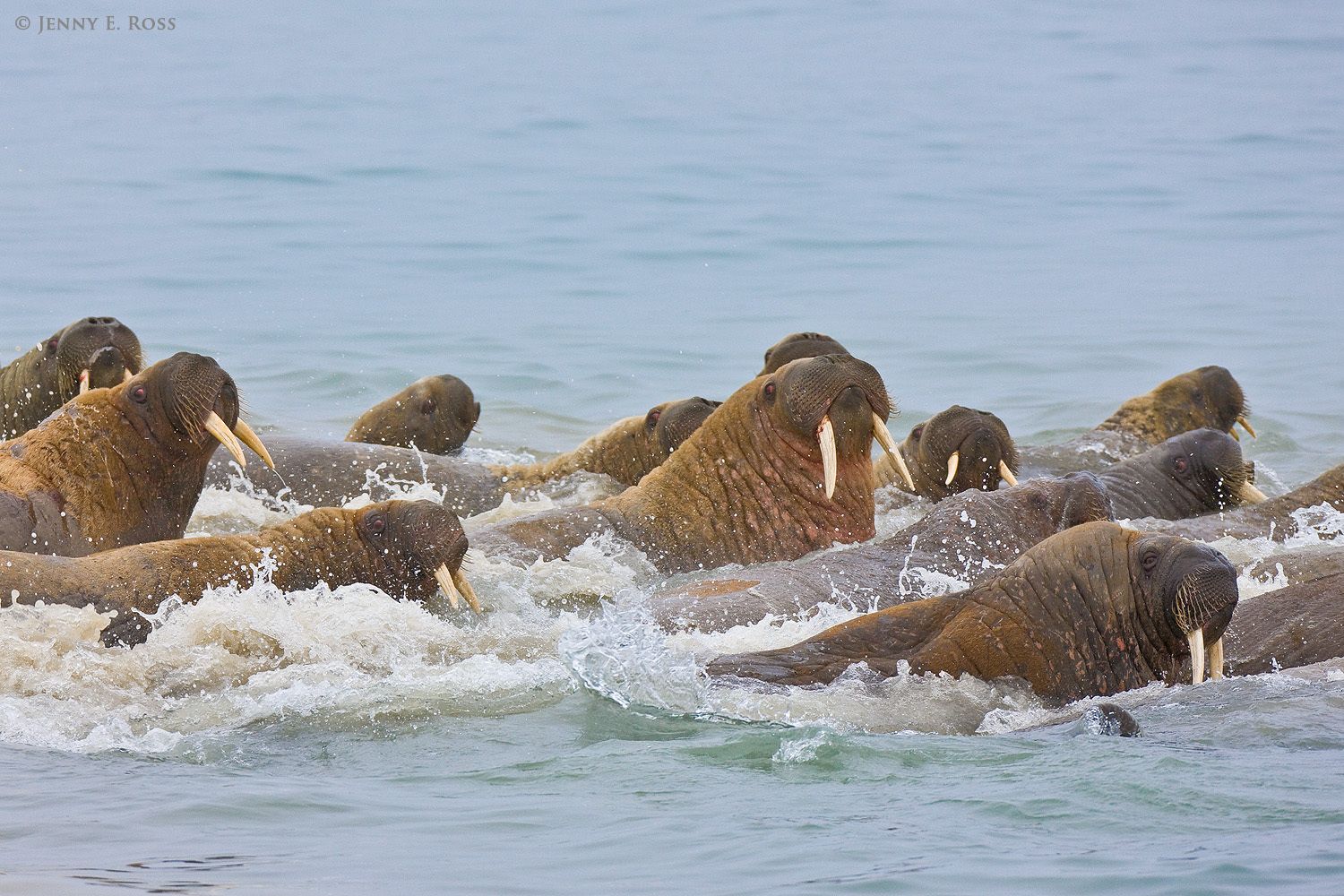 Atlantic Walruses, Novaya Zemlya, Russia