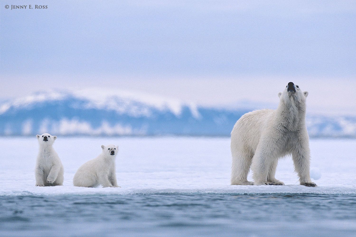 Polar bear (Ursus maritimus) mother and twin cubs (about 6 months old) hunting on sea ice in a fjord.