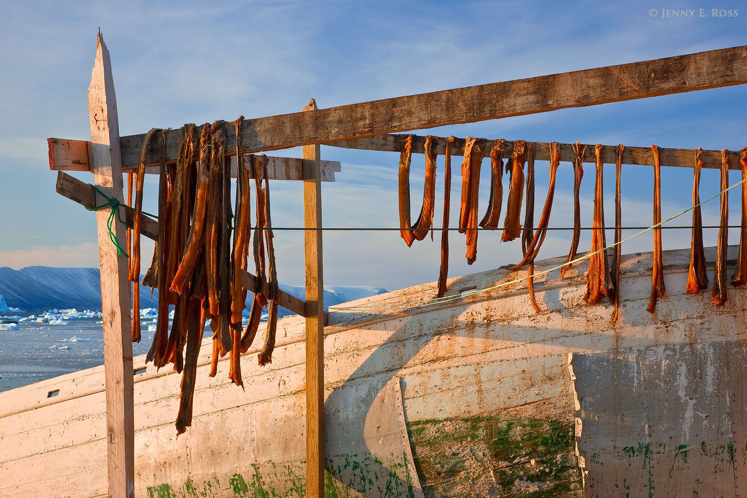Strips of narwhal (Monodon monoceros) meat hanging to dry next to a small boat at the Baffin Bay shoreline in Qaanaaq, Northwest Greenland.