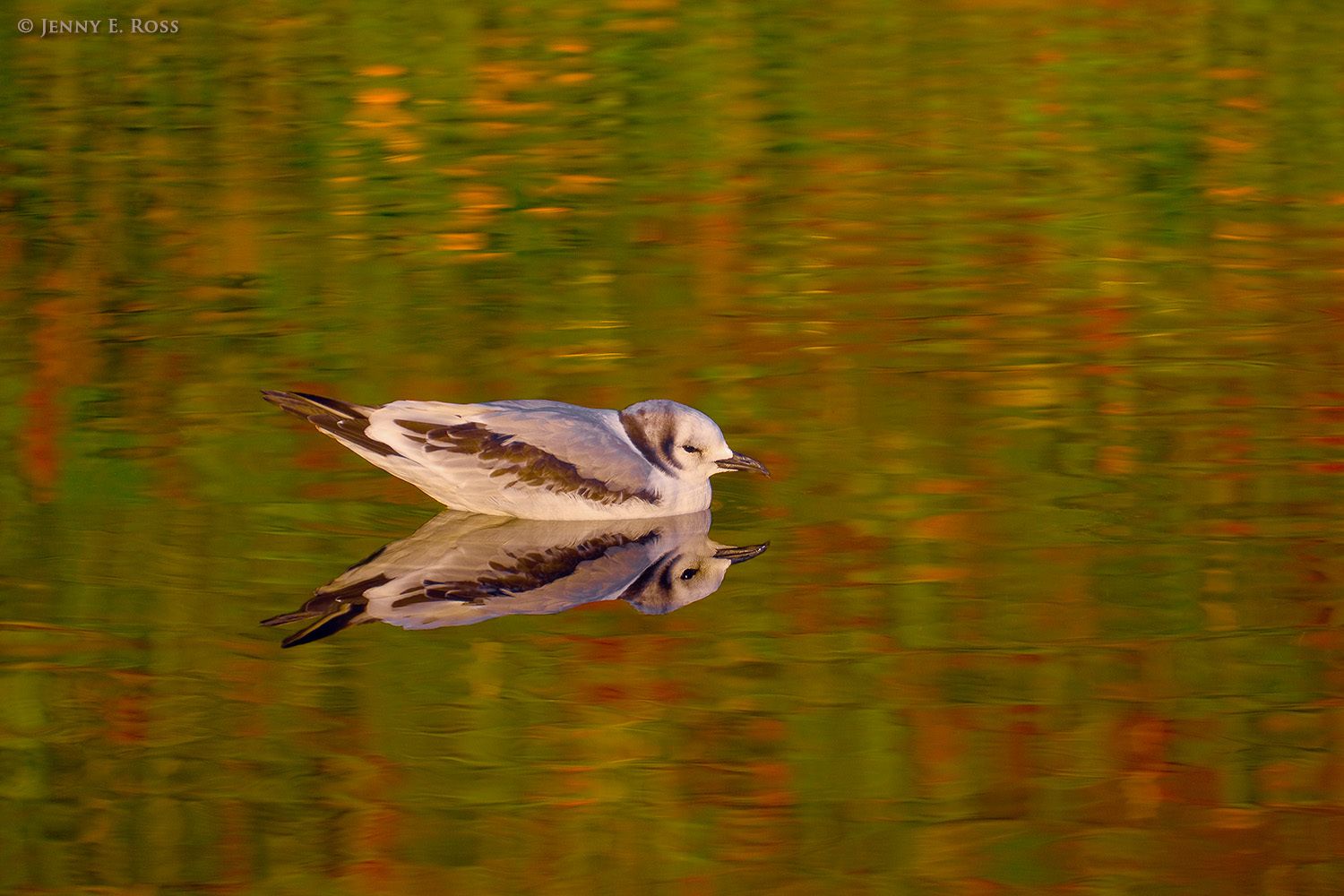Immature Black-legged Kittiwake, Verkhoturova Island, Bering Sea, Russia.