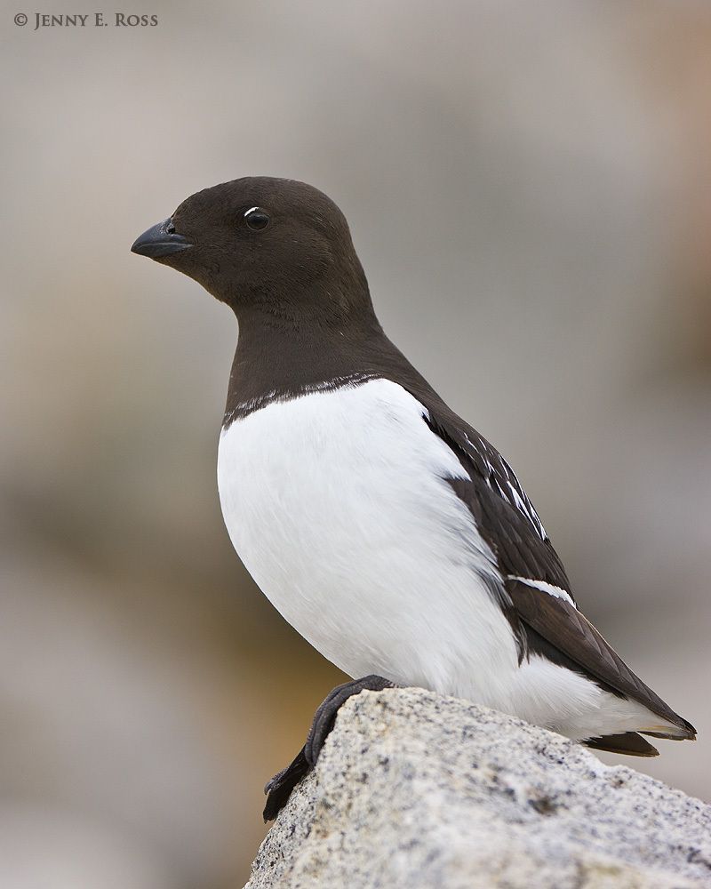 An adult Little Auk (Alle alle), aka Dovkie, at the Fuglesangen breeding colony on the island of Spitsbergen in the Svalbard Archipelago, Norway.