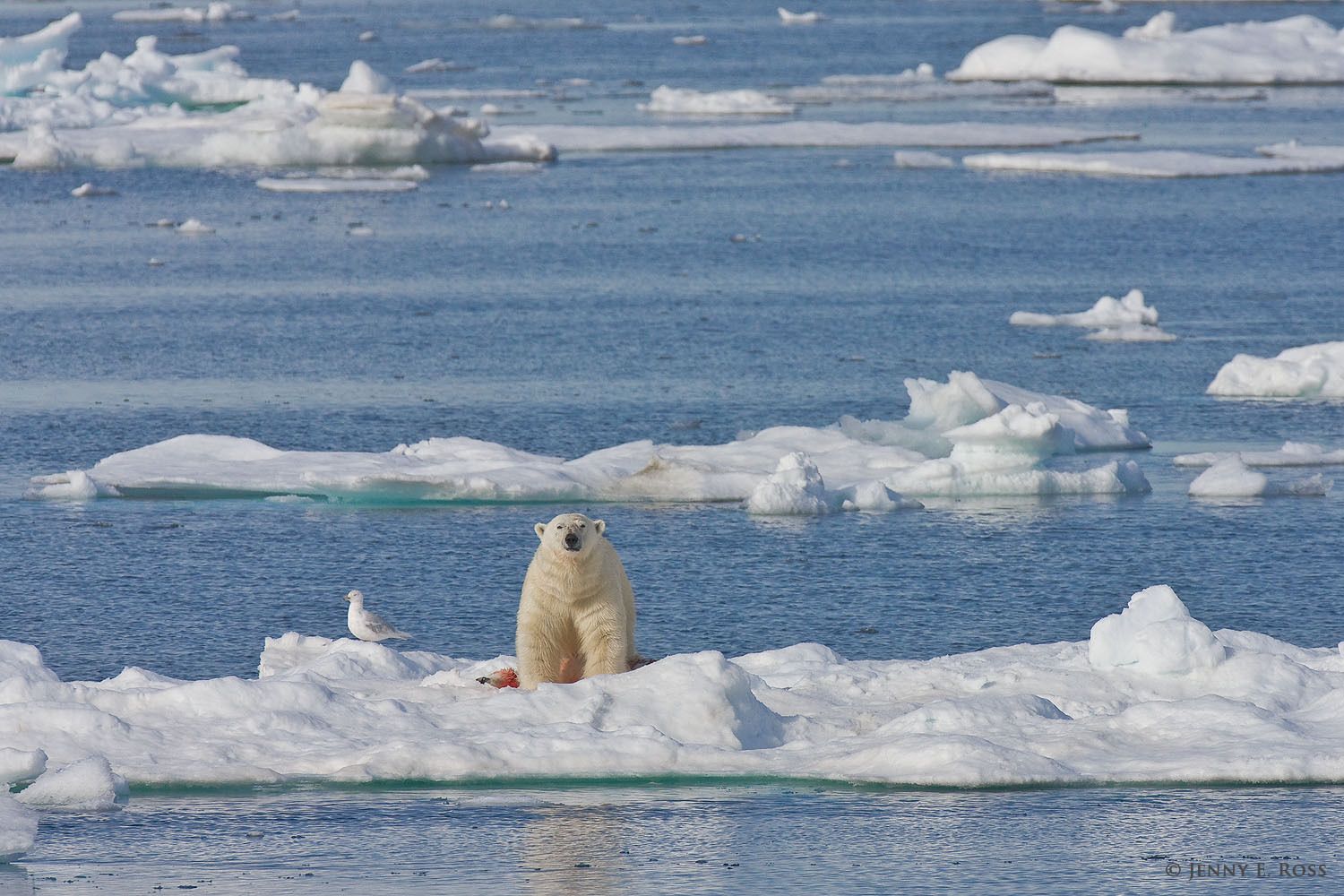 Polar bear infanticide and cannibalism on sea ice, Barents Sea, Svalbard Archipelgo, Norway.