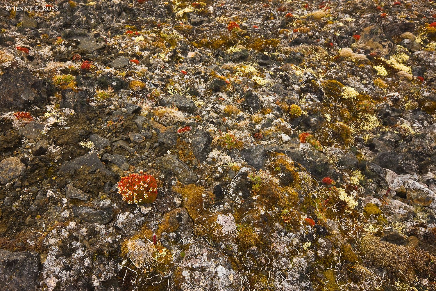 Tufted Saxifrage on arctic desert tundra, George Land, Franz Josef Land, Russia.