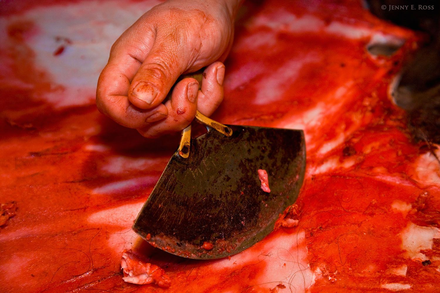 A musk ox (Ovibos moschatus) pelt being prepared traditionally for use as a blanket or clothing, by scraping with an ulu to remove remaining fat tissue and congealed blood.