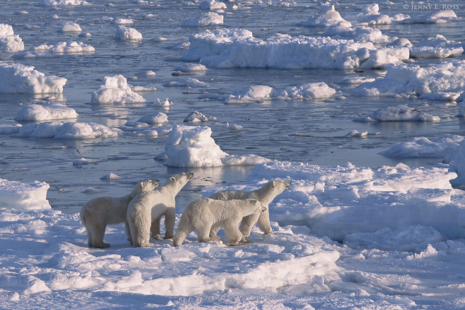 An adult female polar bear and her triplets (about 2 years old) travel and hunt on the sea ice.