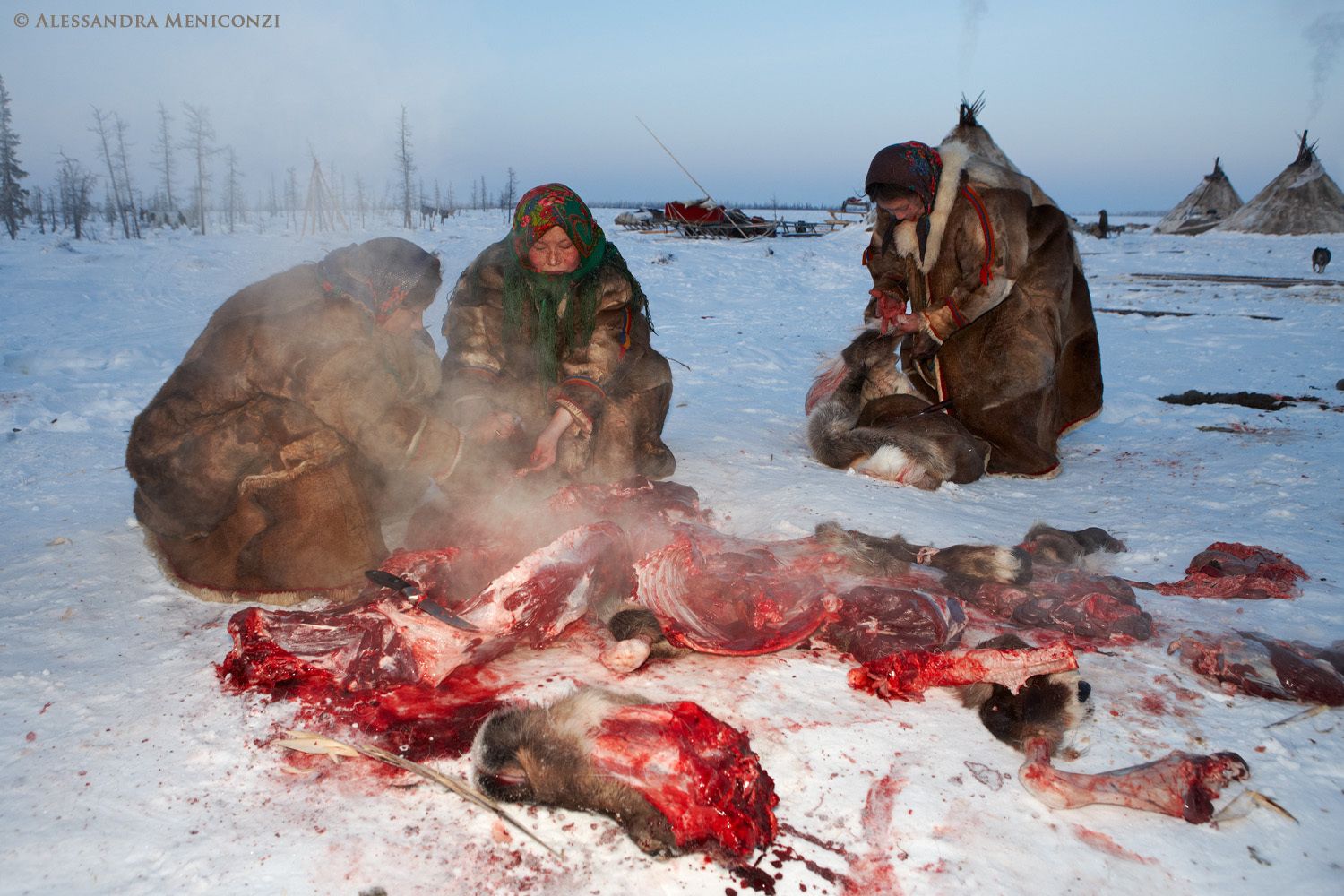 Yamal Peninsula, Siberia, Russian Federation. Nenet women butcher a freshly-killed domestic reindeer.