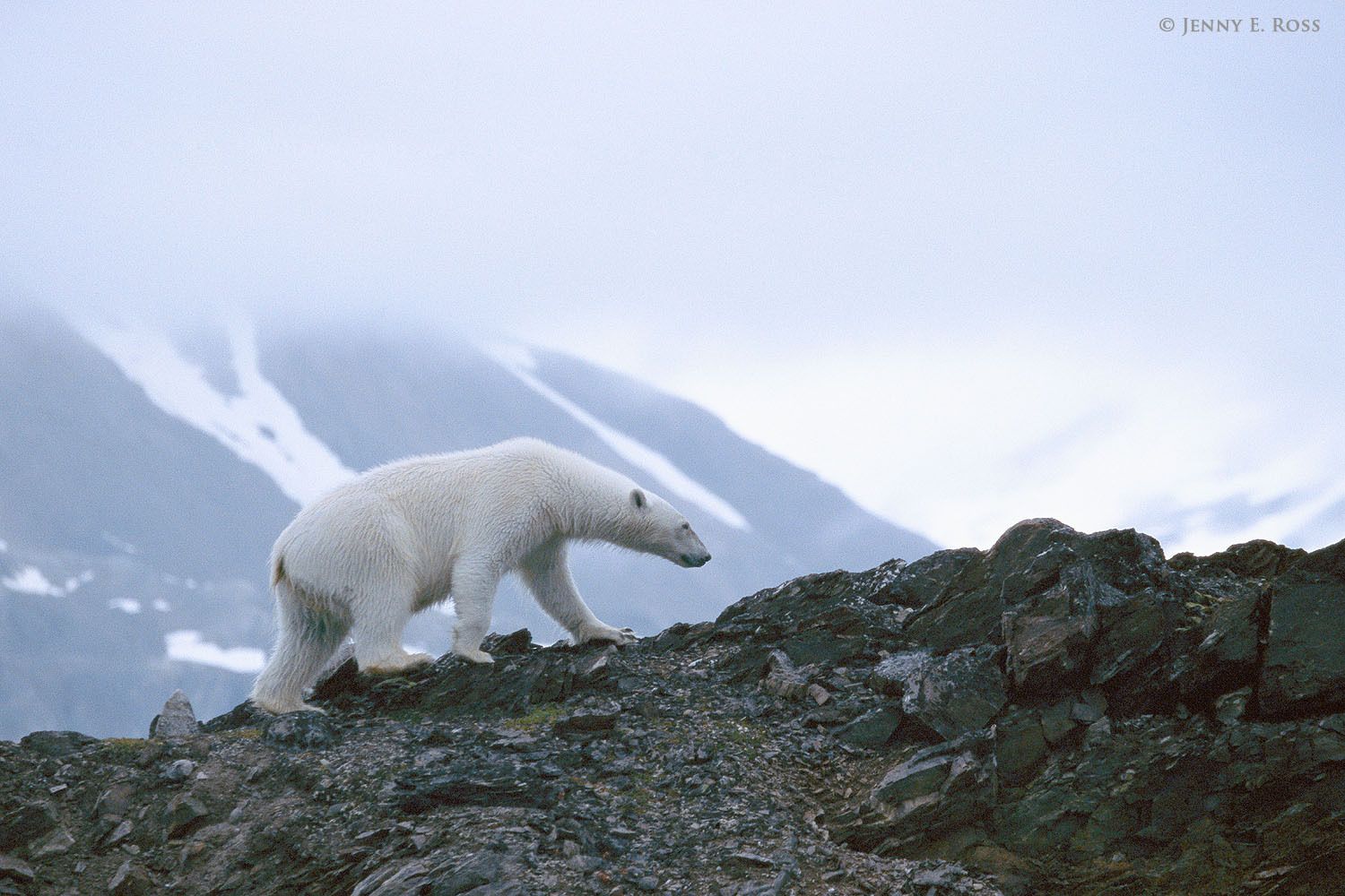 An adult female polar bear climbs a rocky hillside in search of food while she is marooned ashore on Spitsbergen due to lack of sea ice.