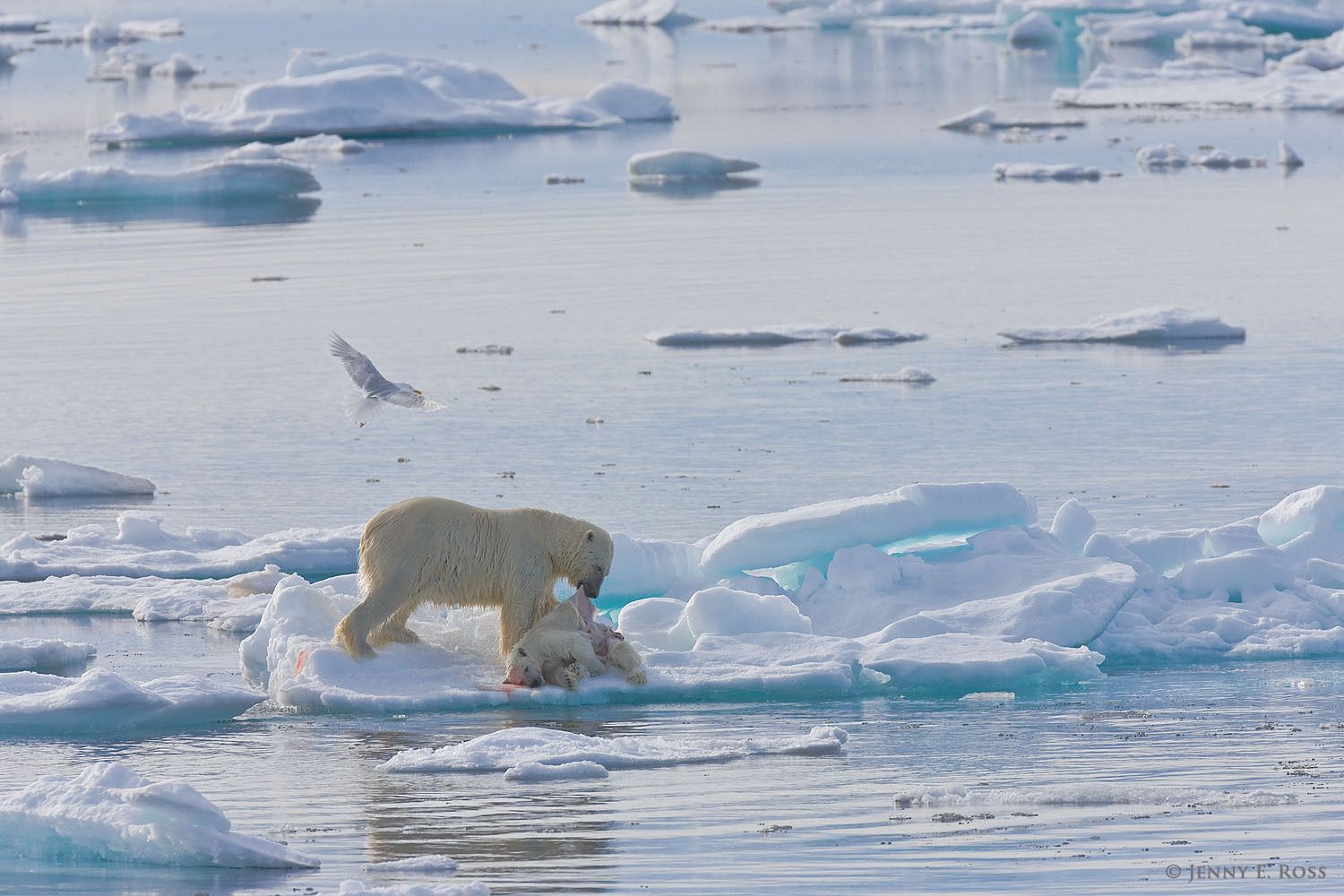 An adult male polar bear (Ursus maritimus) on melting summer sea ice with the body of a young bear (a yearling cub, about 19 months old) he killed for food. Olgastretet, Barents Sea (Arctic Ocean), within the Svalbard Archipelago. Polar bear infanticide and cannibalism on sea ice, Barents Sea, Svalbard Archipelgo, Norway.