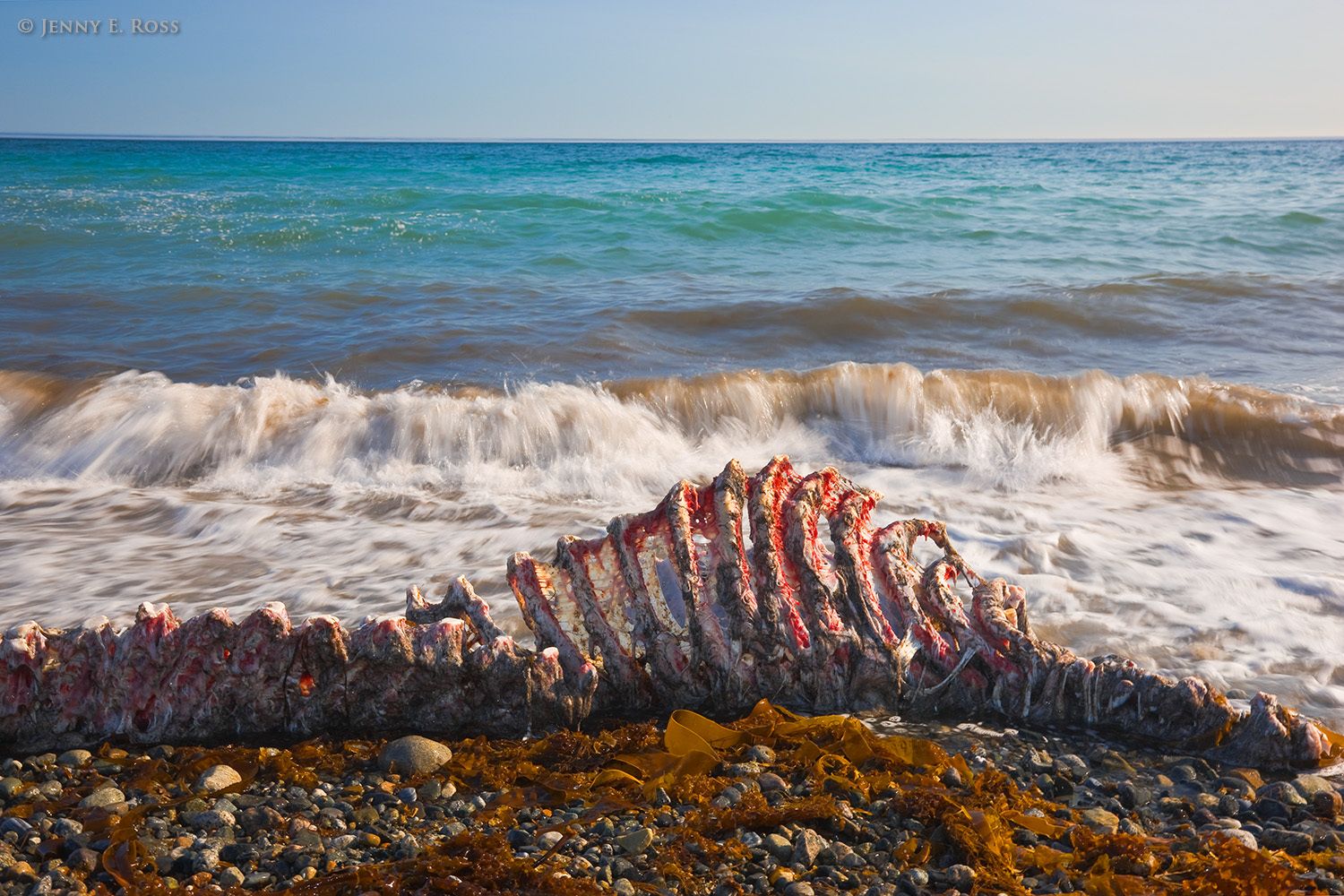 Pacific Walrus carcass, Arakamchechen Island, Chukotka, Bering Sea, Russia