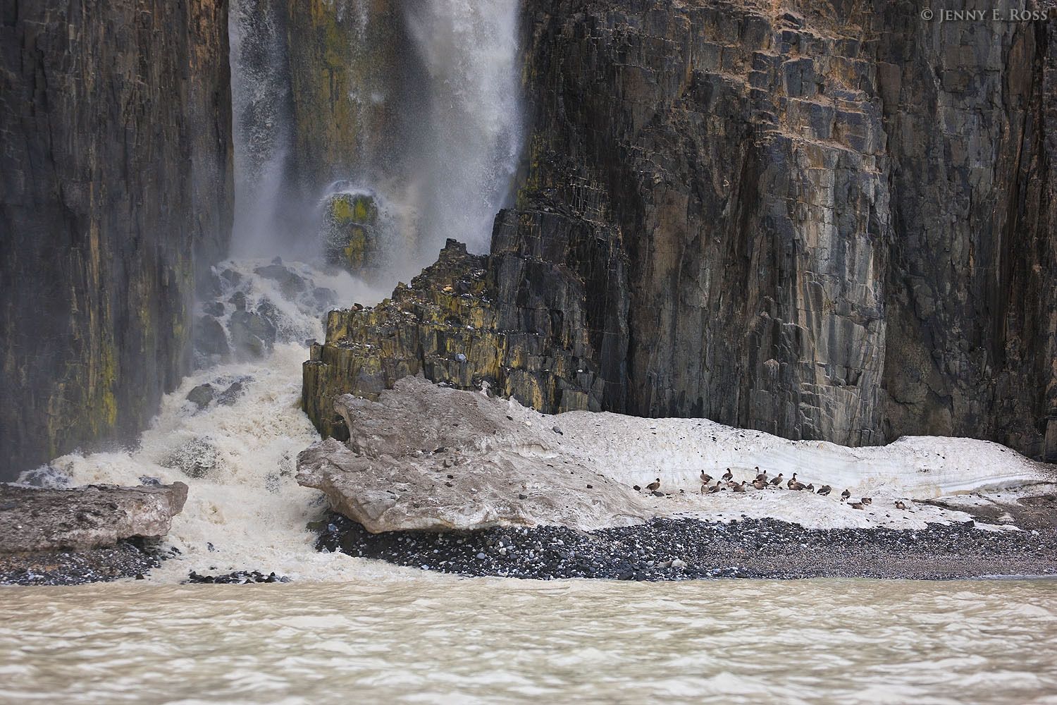 Pink-footed Geese (Anser brachyrhynchus) rest on melting ice at the base of a towering basalt cliff  as a waterfall fed by glacial meltwater thunders down the rock face near the birds.