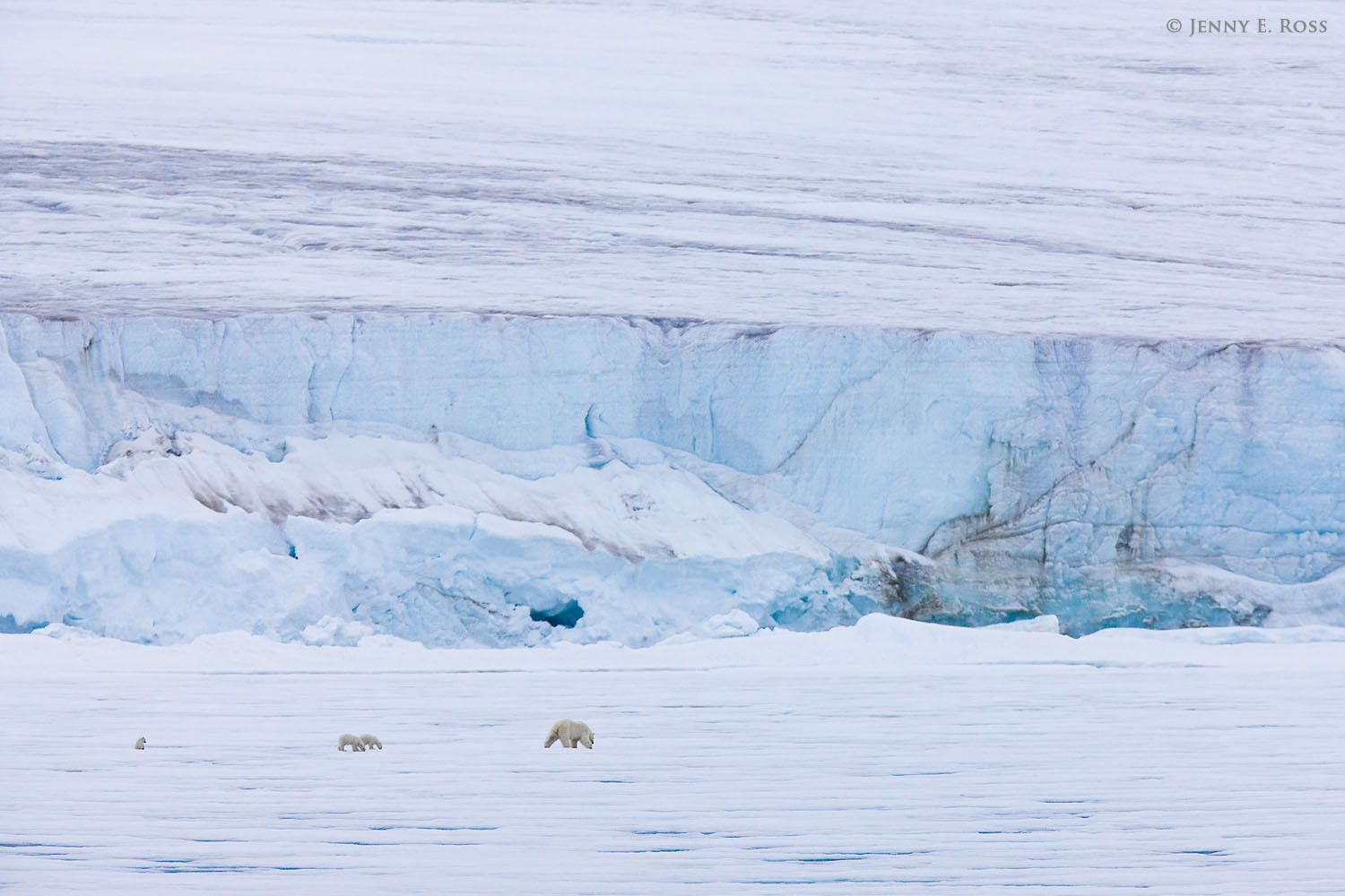 An adult female polar bear and her triplet cubs follow a scent as they travel and hunt on the sea ice near the front of a tidewater glacier.