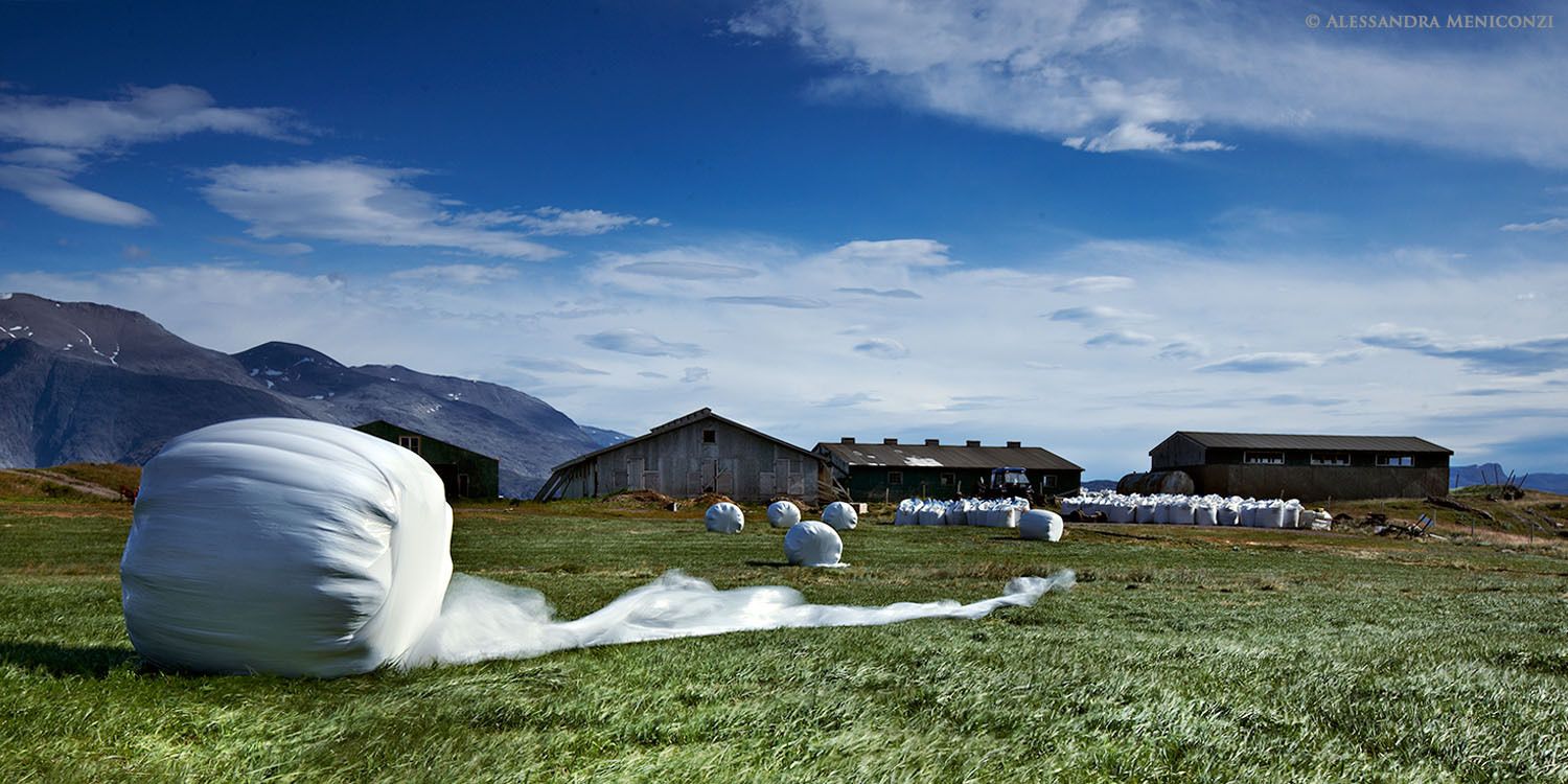 Hay baling at the Inneruulilak Farm in Tunulliarfik Fjord, South Greenland. The hay is wrapped in plastic for storage to feed sheep during the winter.