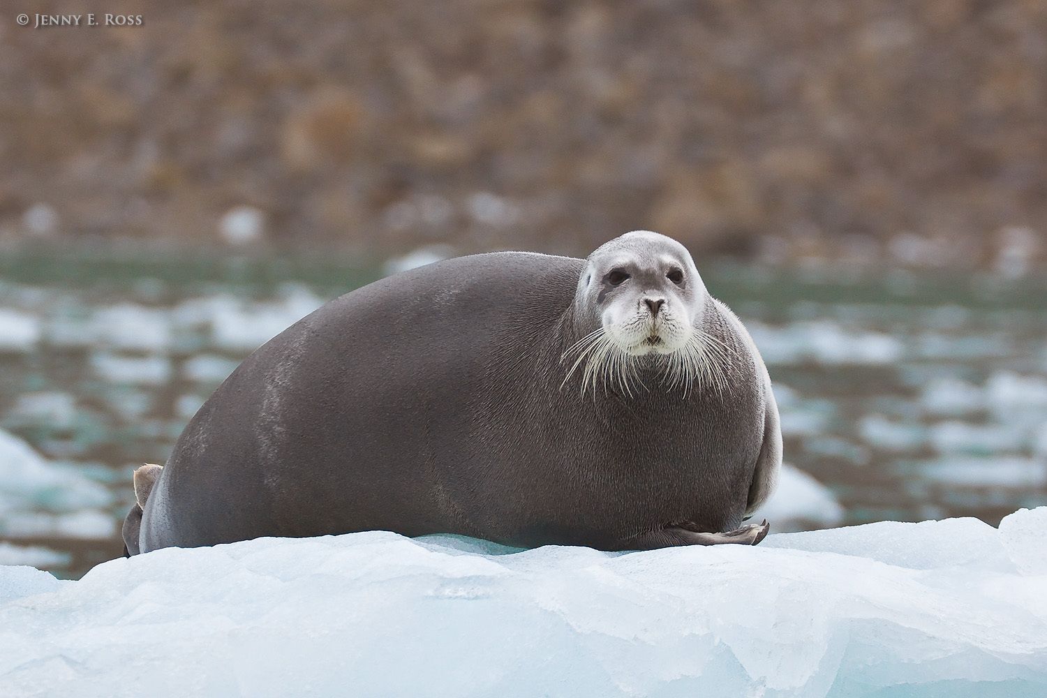 A Bearded Seal (Erignathus barbatus) rests on a small iceberg near the receding glacier Hamiltonbreen in Hamiltonbukta, Spitsbergen, Svalbard.