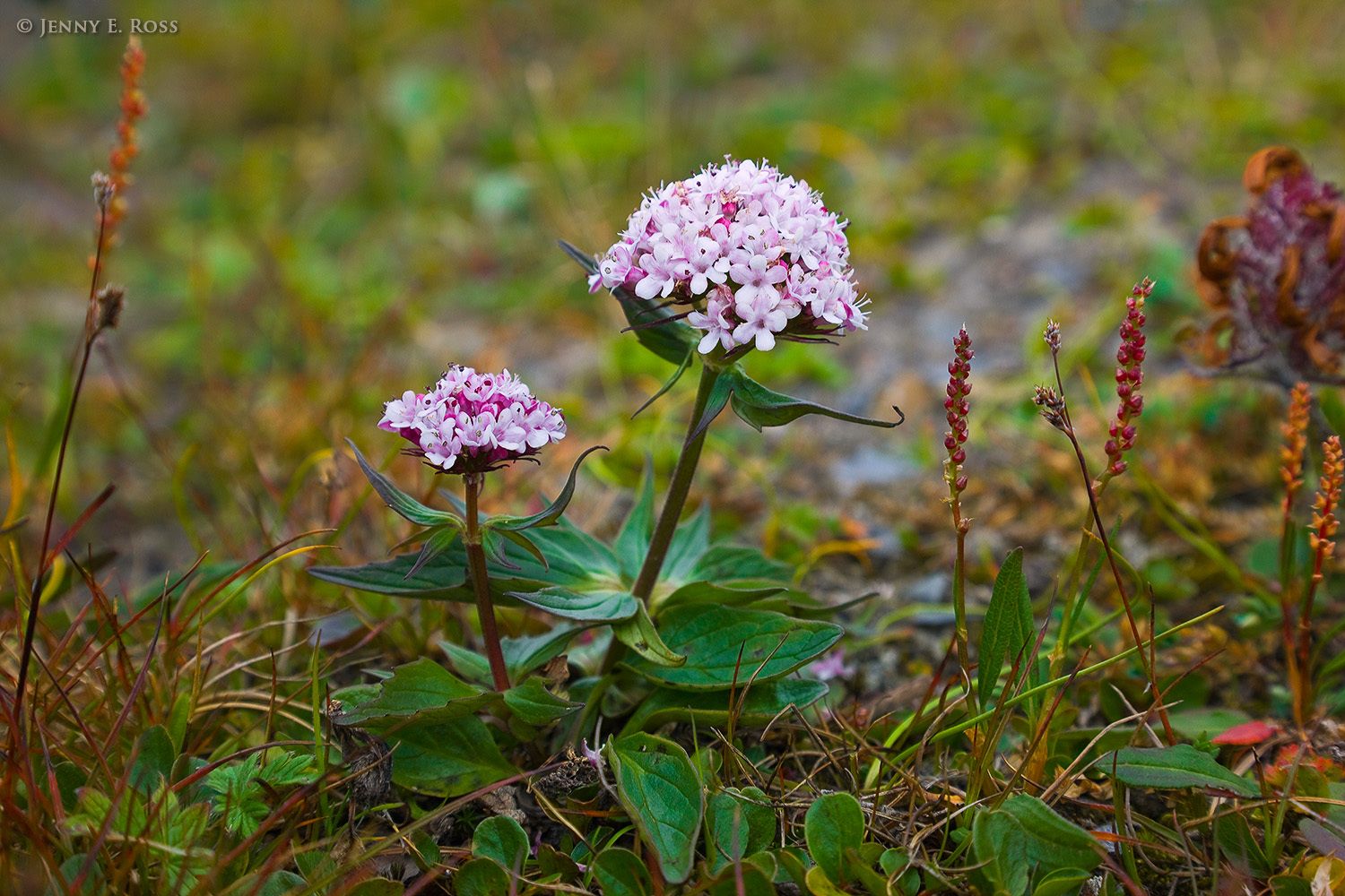 Capitate Valerian with Viviparous Bistort, Wrangel Island, Russia.