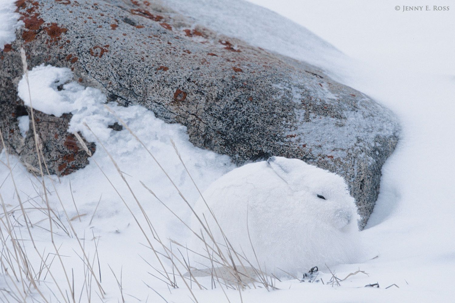 An adult Arctic Hare (Lepus arcticus), well-camouflaged in its white pelage, hunkers down during a snowstorm, next to a boulder for protection from the wind.
