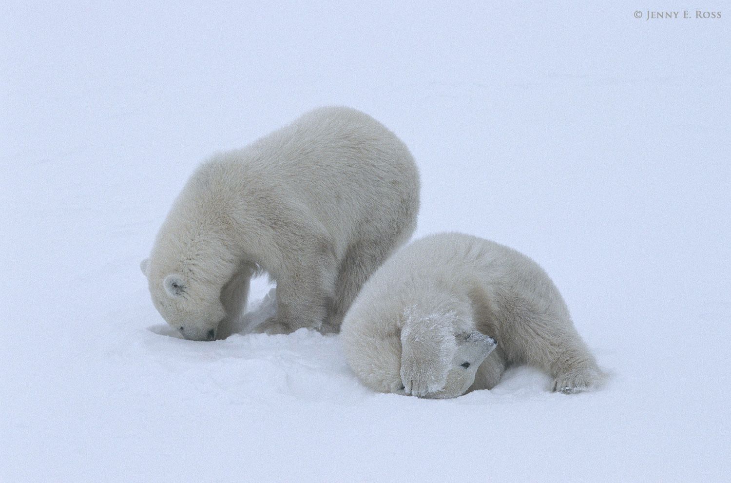 Young twin polar bear cubs mimic their mother's seal-hunting behavior as they play in the snow.