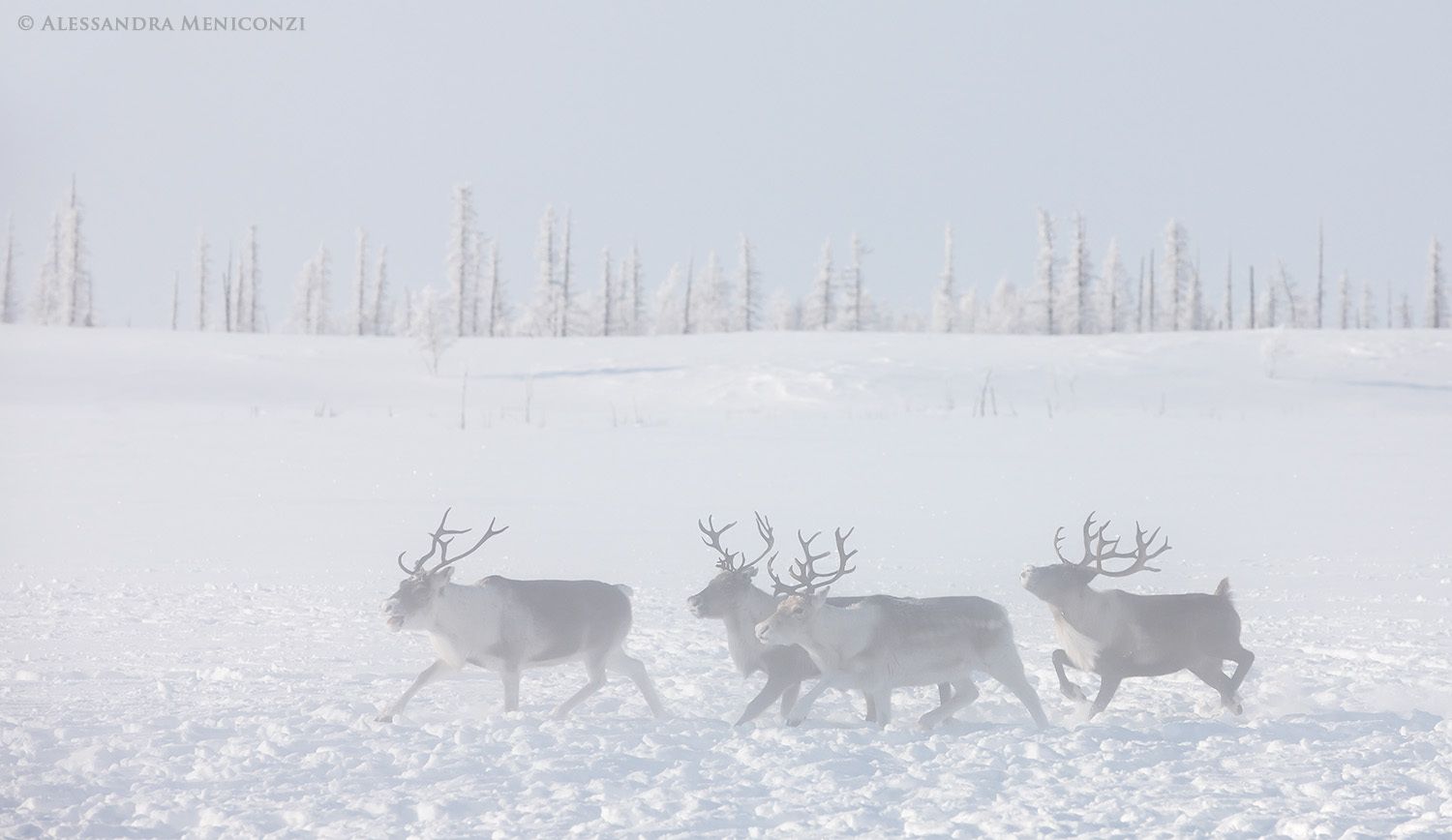 Nenet People of Siberia - Life On Thin Ice