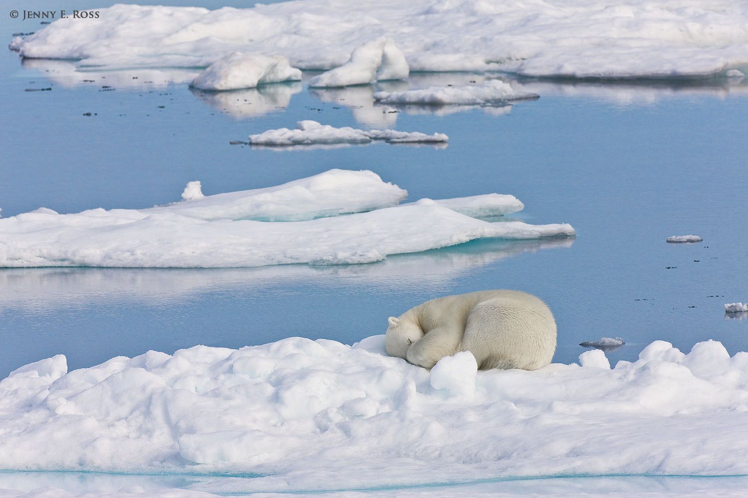 Polar Bears 1 - Life On Thin Ice