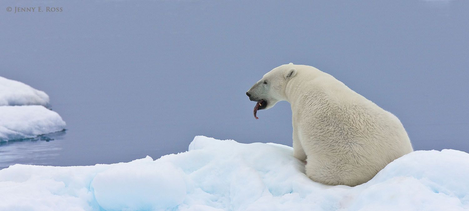 A polar bear (Ursus maritimus) "tastes" the air to augment its sense of smell as it rests on the sea ice.