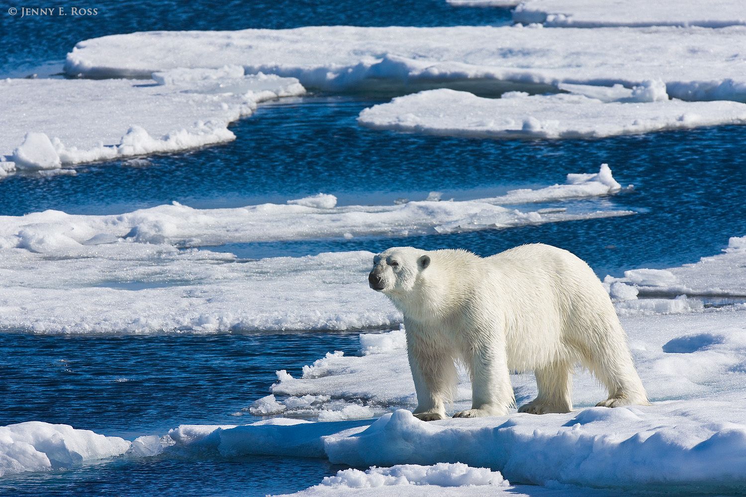 An adult male polar bear on sea ice in the Arctic Ocean north of Svalbard, near 81-degrees North.
