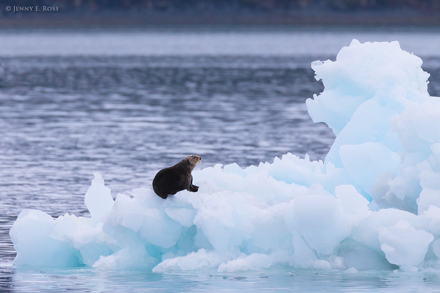 A Northern Sea Otter (Enhydra lutris kenyoni) rests on an iceberg in Prince William Sound, Alaska.