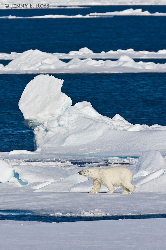Adult polar bear (Ursus maritimus) traveling on sea ice.