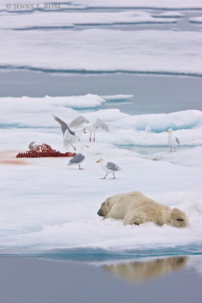 An adult male polar bear (Ursus maritimus) resting on sea ice after gorging on a seal kill. He is positioned to keep an eye on the remaining carcass. Glaucous gulls (Larus hyperboreus) are squabbling over scraps of meat.