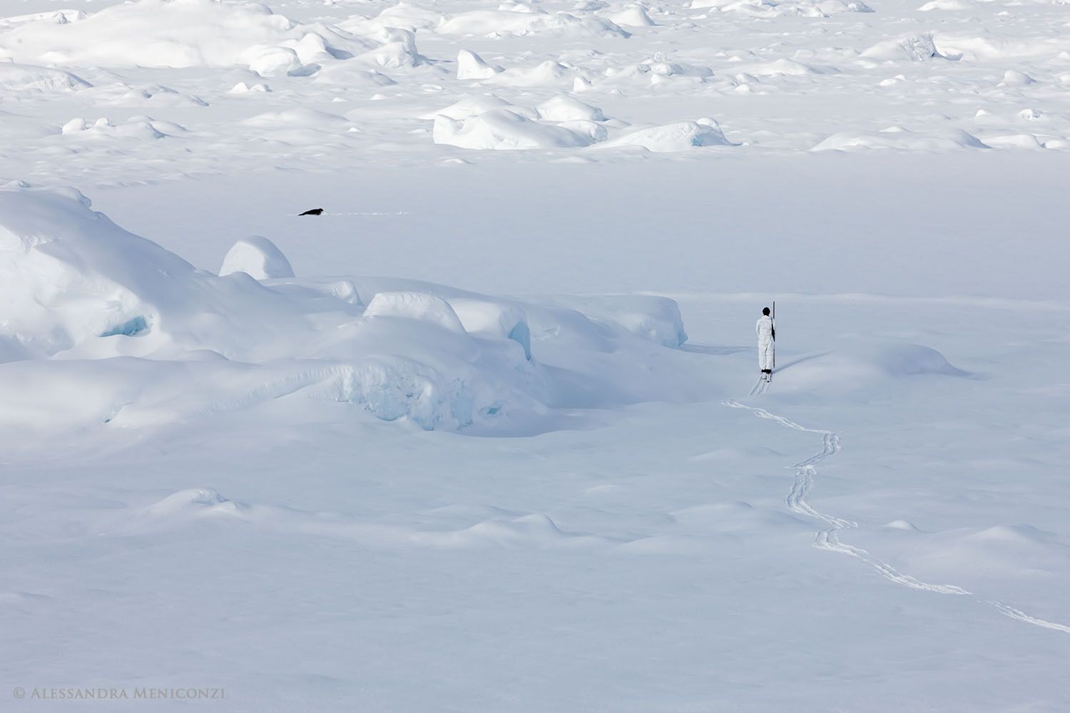 An Inuit hunter stealthily approaches a seal lying at its breathing hole on the sea ice in Sermilik Fjord, southeast Greenland.