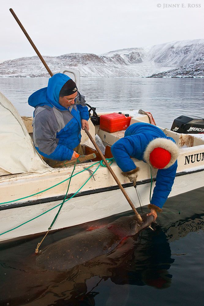 A subsistence hunt of Atlantic walrus (Odobenus rosmarus rosmarus) by inidgenous Inuit hunters in Northwest Greenland.