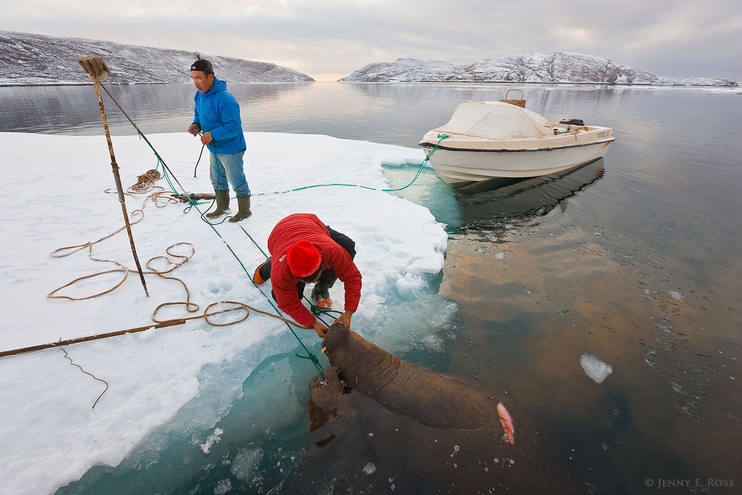 After killing two Atlantic walruses (Odobenus rosmarus rosmarus) for food, indigenous Inuit hunters prepare to butcher the carcasses on a small floe of sea ice in remote Northwest Greenland.