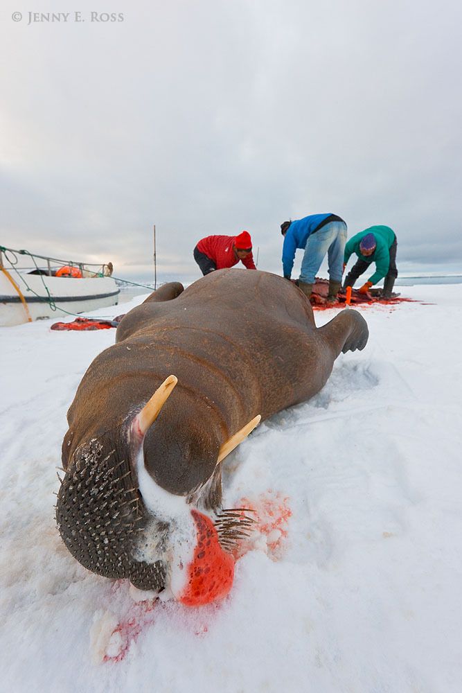 After killing two Atlantic walruses (Odobenus rosmarus rosmarus) for food, indigenous Inuit hunters begin butchering the carcasses on a small floe of sea ice in remote Northwest Greenland.