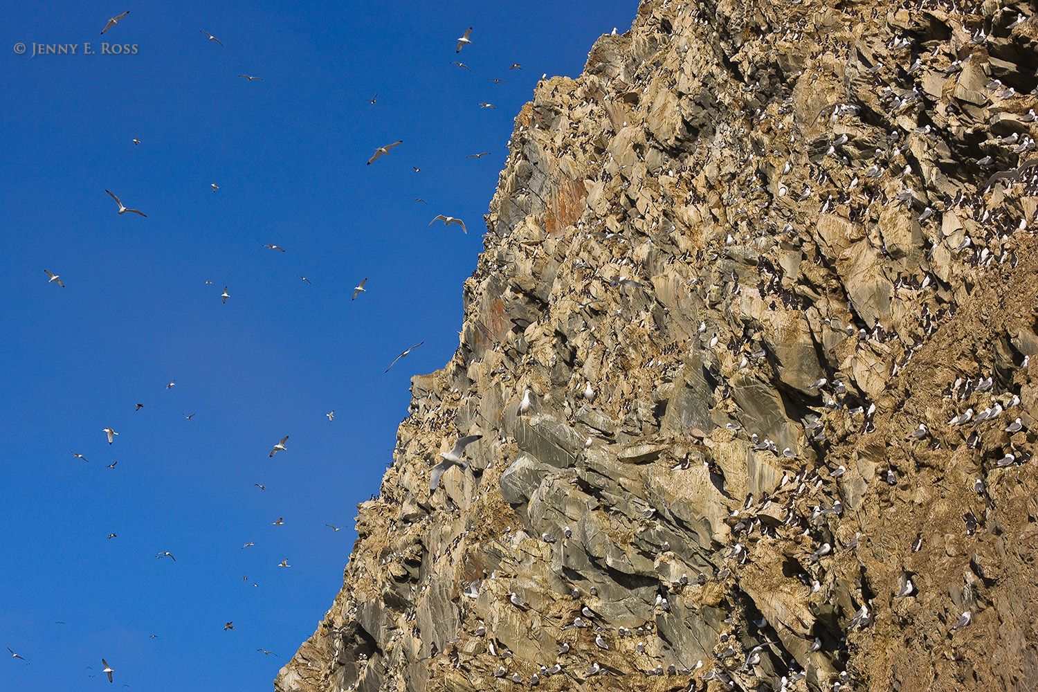 Seabirds flying and nesting at a cliffside colony on Wrangel Island in the Russian High Arctic.
