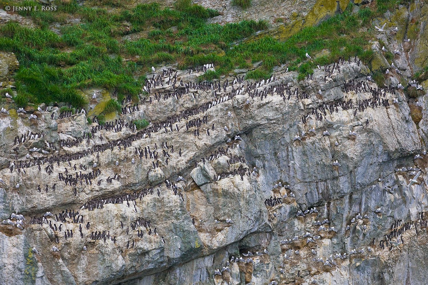 Sea bird colony, Verkhoturova Island, Bering Sea, Russia.