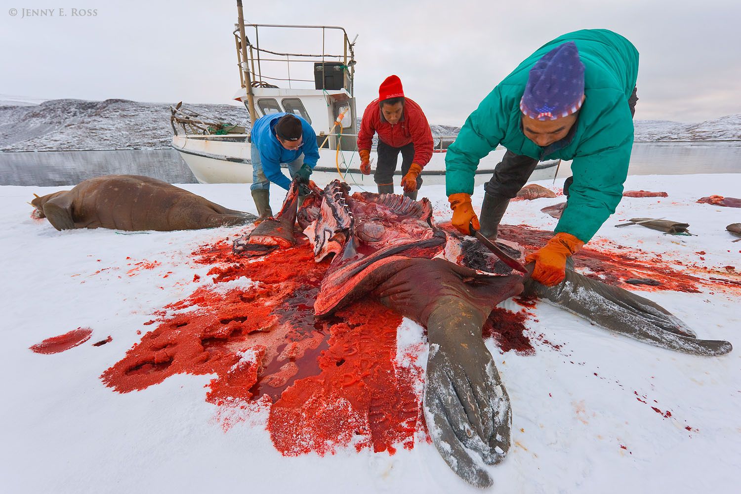 After killing two Atlantic walruses (Odobenus rosmarus rosmarus) for food, indigenous Inuit hunters butcher the carcasses on a small floe of sea ice in remote Northwest Greenland.