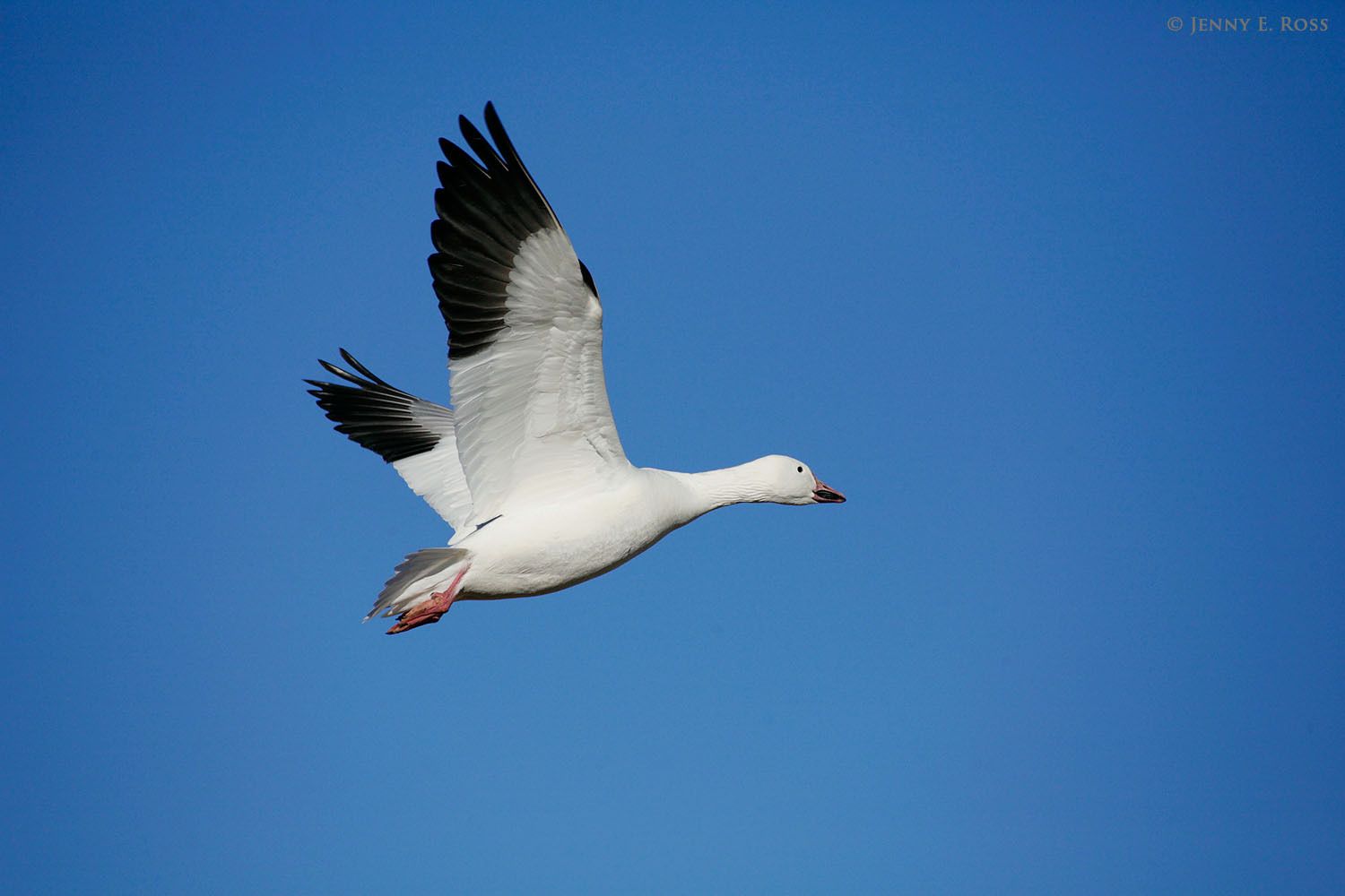 An adult Snow Goose (Chen caerulescens) flying over the tundra on Wrangel Island in the East Siberian Sea (Arctic Ocean), Russia.