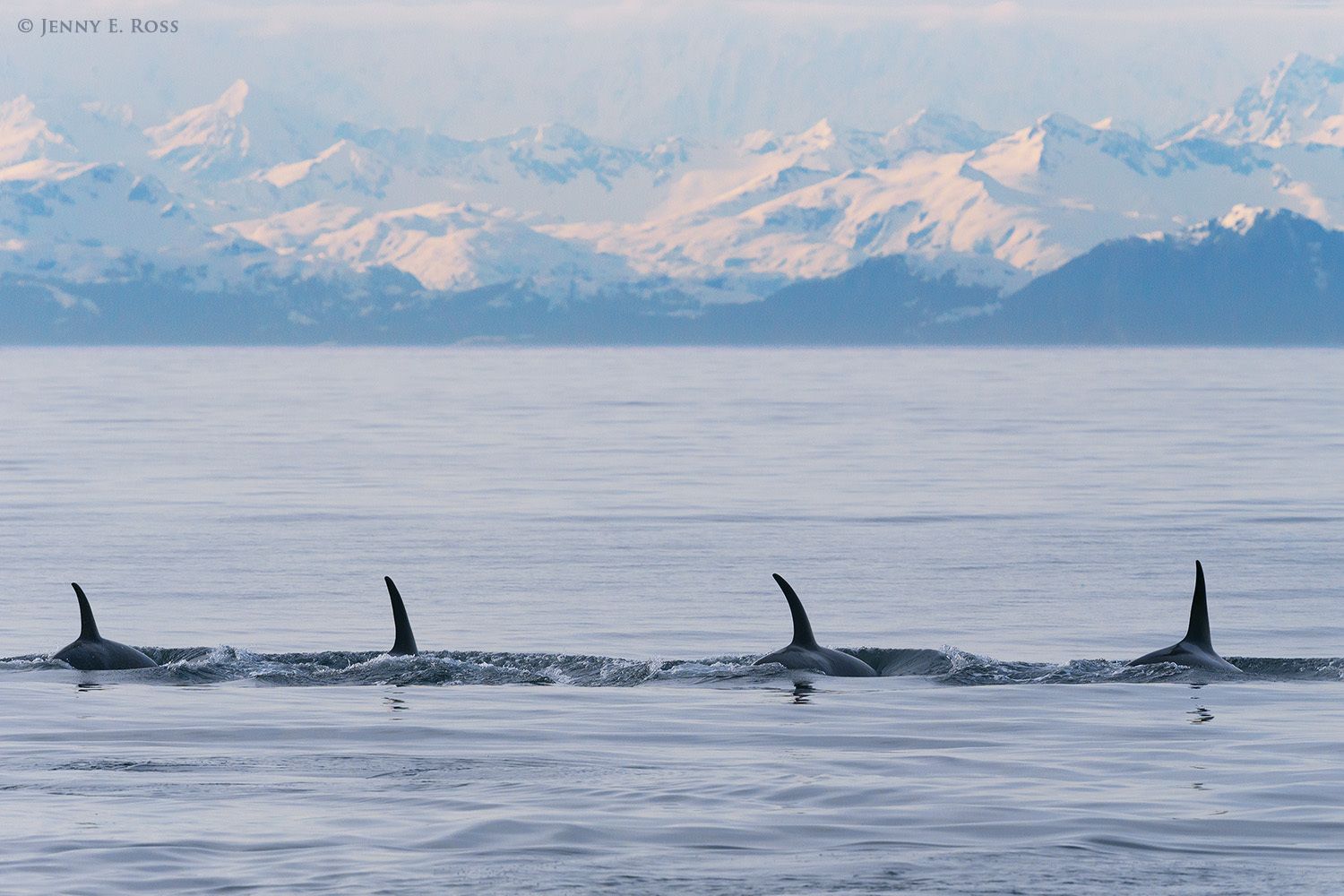 Orcas (Orcinus orca), also known as killer whales, in Prince William Sound, Alaska.