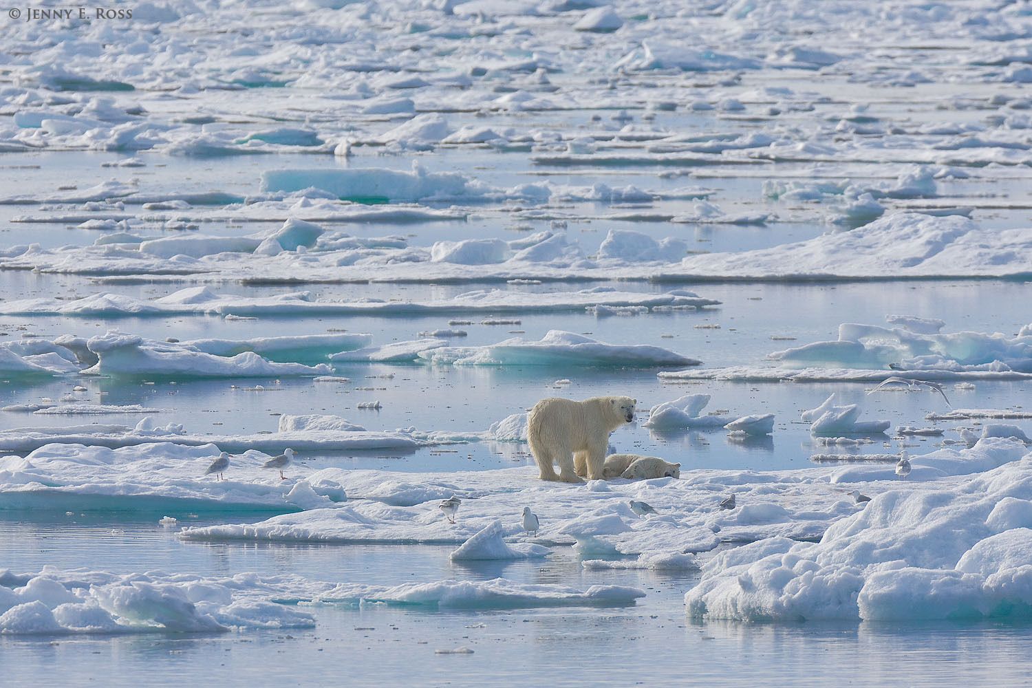 An adult male polar bear (Ursus maritimus) on melting summer sea ice with the body of a young bear (a yearling cub, about 19 months old) he killed for food. Olgastretet, Barents Sea (Arctic Ocean), within the Svalbard Archipelago. Polar bear infanticide and cannibalism on sea ice, Barents Sea, Svalbard Archipelgo, Norway.