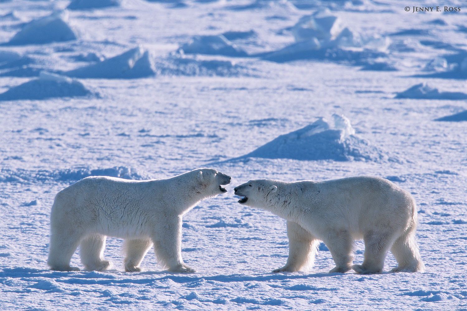 Adult male polar bears (Ursus maritimus) interacting playfully on sea ice.